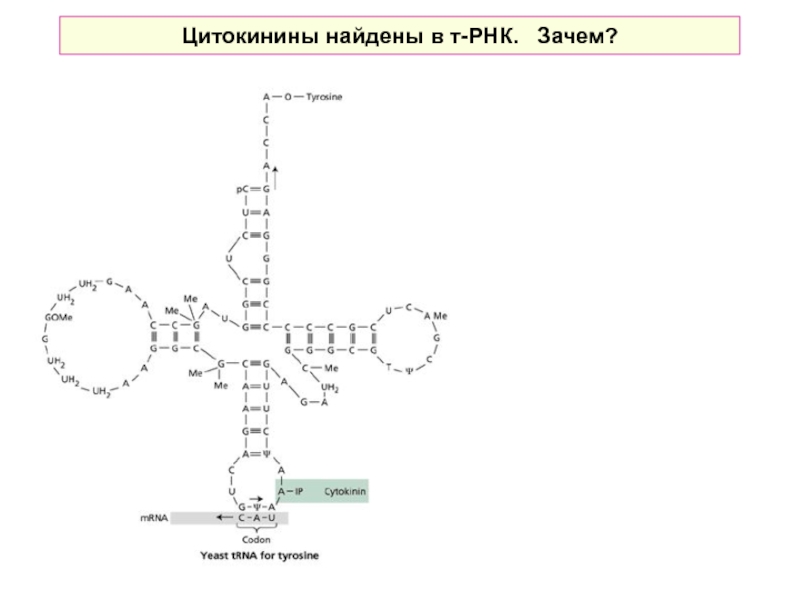 Ууу трнк. Первичная структура ТРНК. Т РНК. РНК зачем. Тирозил-ТРНК.