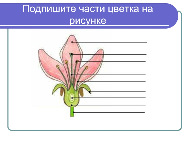 Подпишите части цветка на рисунке