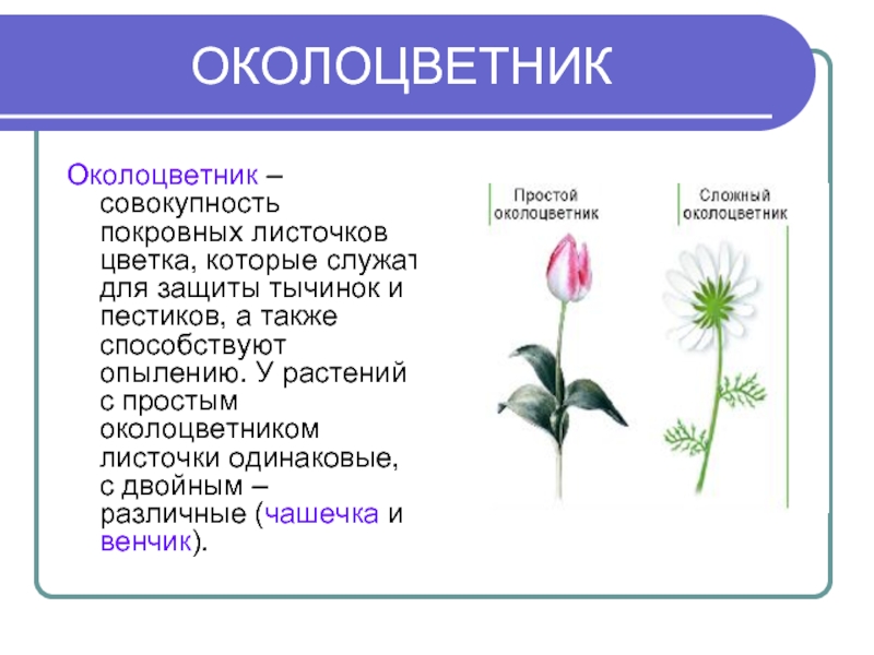 ОКОЛОЦВЕТНИК Околоцветник – совокупность покровных листочков цветка, которые служат для защиты тычинок и пестиков, а также способствуют