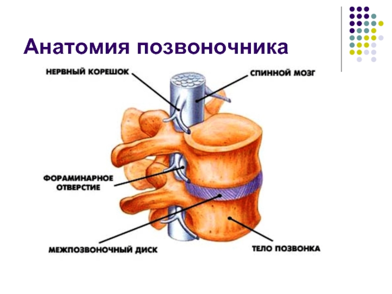 Анатомия позвоночника человека в картинках