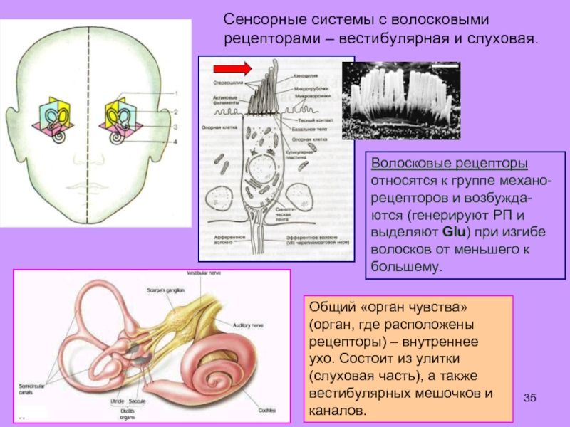 Чувствительные клетки внутреннего уха. Отделы слуховой и вестибулярной сенсорных систем. Рецепторы слуховой сенсорной системы. Рецепторы вестибулярного анализатора. Рецепторы сенсорных систем вестибулярного аппарата.