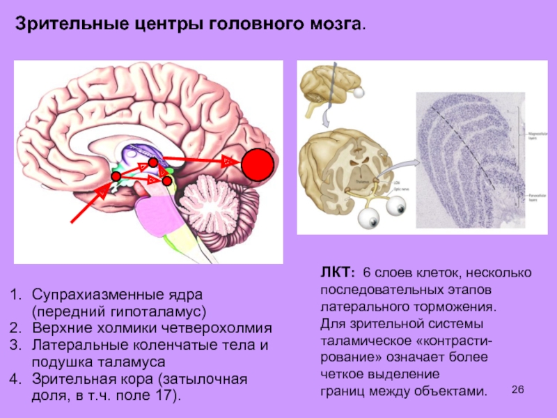 Почему зрение важнейшее формирование головного мозга. Зрительный центр мозга. Зрительные центры головного мозга. Первичные зрительные центры. Зрительные нервные центры.