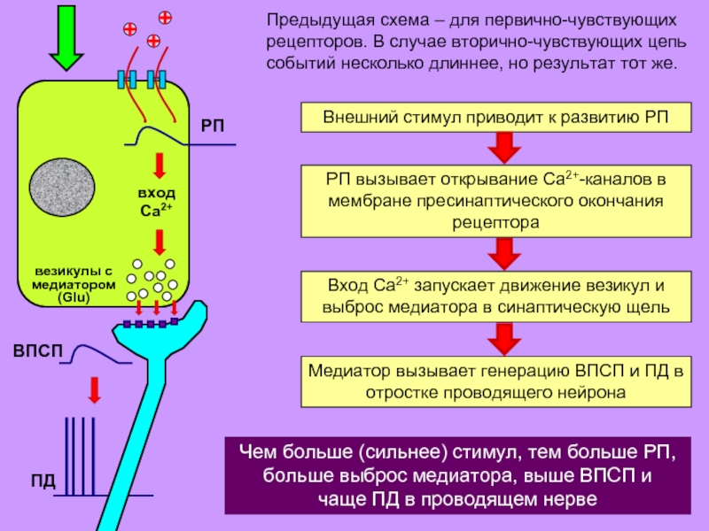 Влияние ксенона на клетки и рецепторы