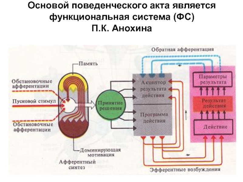 Принципиальная схема центральной архитектуры функциональной системы по п к анохину