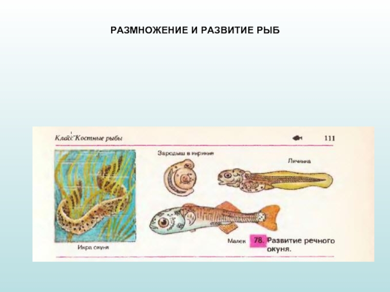 Икра малек рыба схема для детей