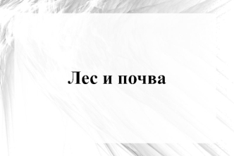 Лес и почва