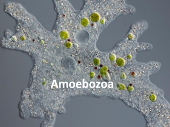 Amoebozoa. Царство Conosea. Тип Archamoeba
