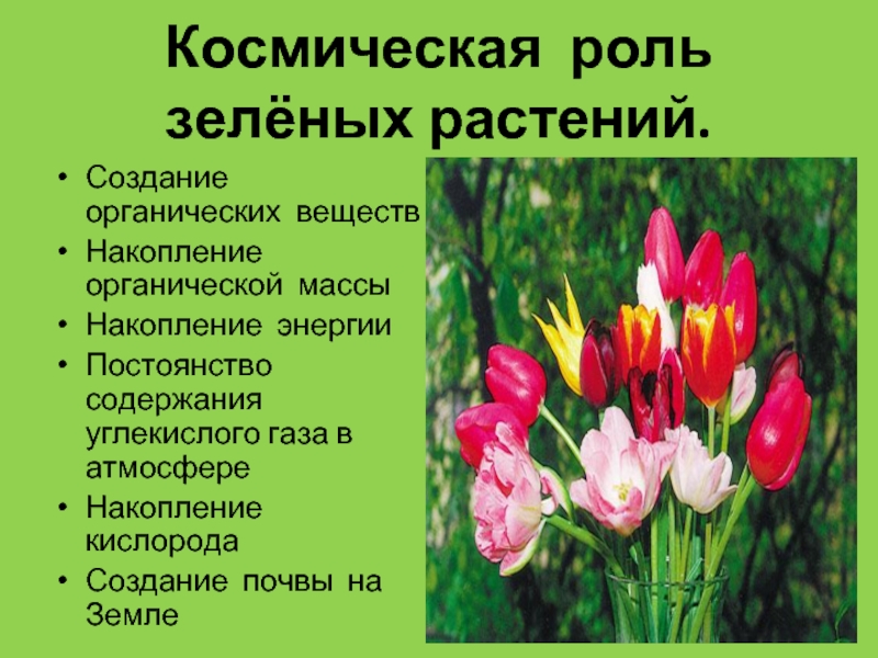 Растения создают