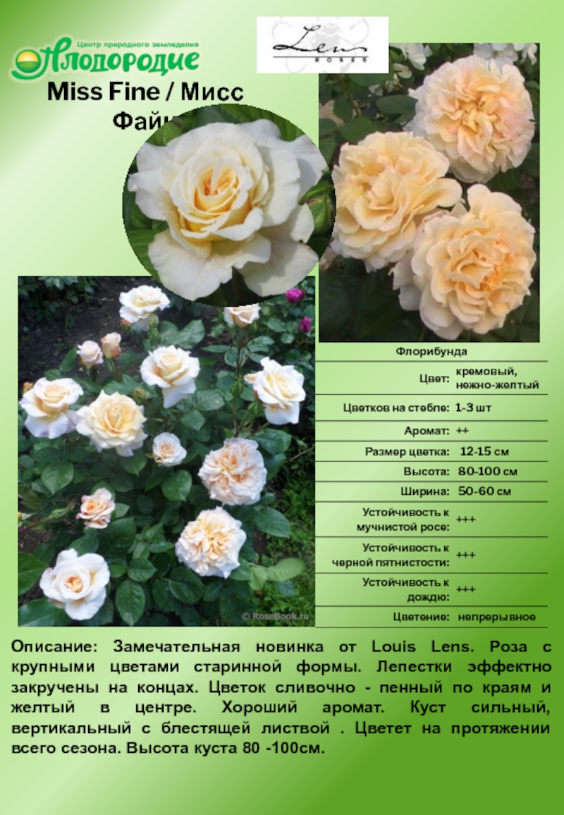 Роза флорибунда лидия фото и описание