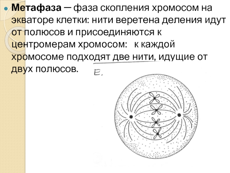 Нити веретена. Метафаза 1 описание. Митотическое Веретено деления. К центромерам присоединяются нити веретена деления. Метафаза (фаза скопления хромосом) таблица.