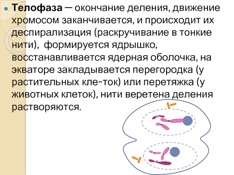 Спирализация хромосом происходит в. Деспирализация хромосом. Деспинидизация хромосом. Телофаза характеристика. Телофаза деление.