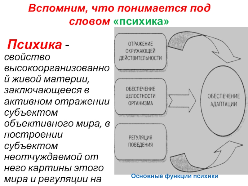 Объективная психика. Психика как свойство живой материи.. Психика как свойство высокоорганизованной живой материи. Биологические основы психики человека. Биологическая основа психики кратко.