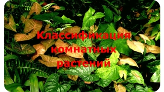 Классификация комнатных растений