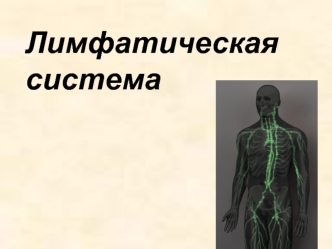 Лимфатическая система. Функция лимфатической системы. Строение лимфатической системы