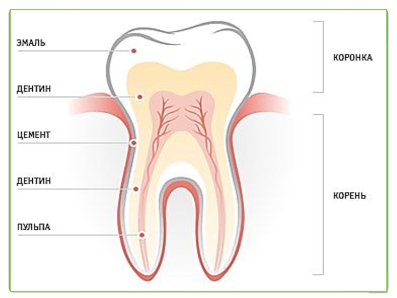 В какую систему входит зуб. Строение зуба. Строение зуба человека. Из чего состоит зуб.