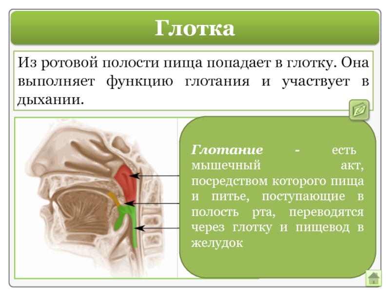 Полость через. Пищеварение ротовая полость глотка. Процесс пищеварения в ротовой полости. Ротовая полость выполняемые функции.