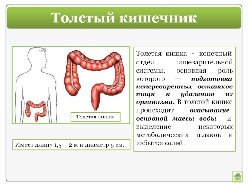 Какие функции толстого кишечника