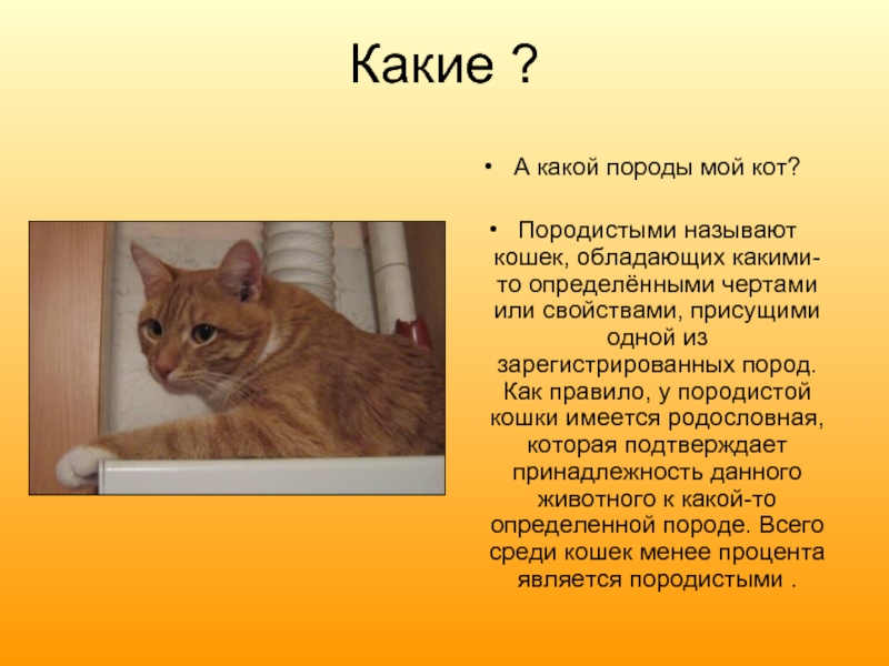 Породы кошек 1 класс. Рассказ о рыжей кошке. Описание кота. Имена для котят. Презентация на тему мой кот.