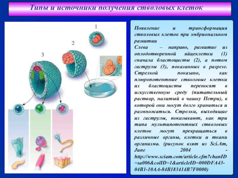 Стволовые клетки в биотехнологии презентация