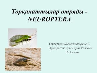 Торқанаттылар отряды - Neuroptera