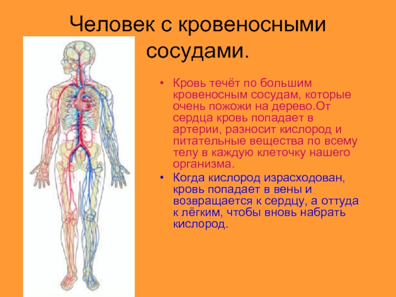 Почему течет кровь после. Крупные кровеносные сосуды. Артерии организма. Крупные артерии в организме человека.