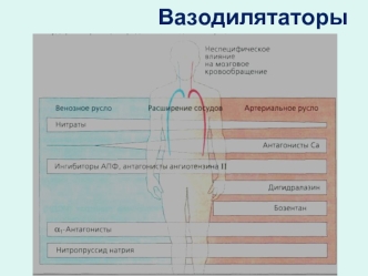 Цереброваскулярные лекарственные препараты. Вазодилятаторы