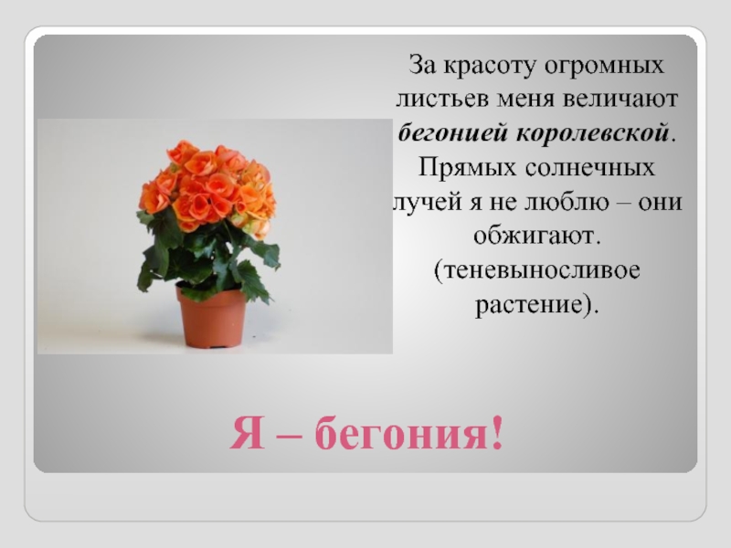 Бегония класс. Бегония Южная Америка. Интересные факты о бегонии. Комнатные растения слайд. Комнатные цветы презентация.