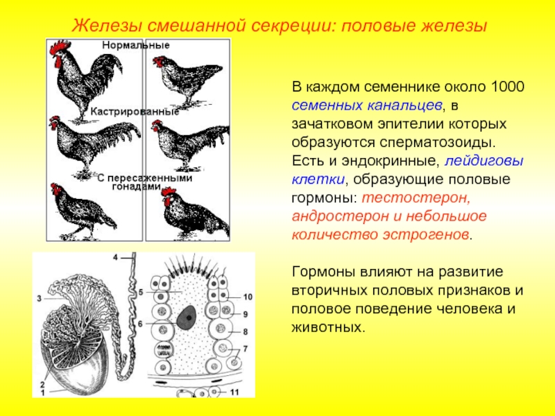 Доклад: Болезни эндокринной системы у птиц