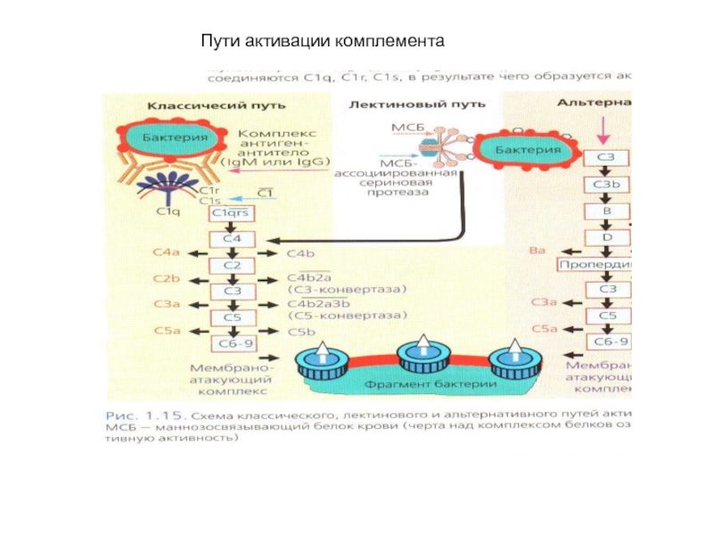 Схема активация комплемента