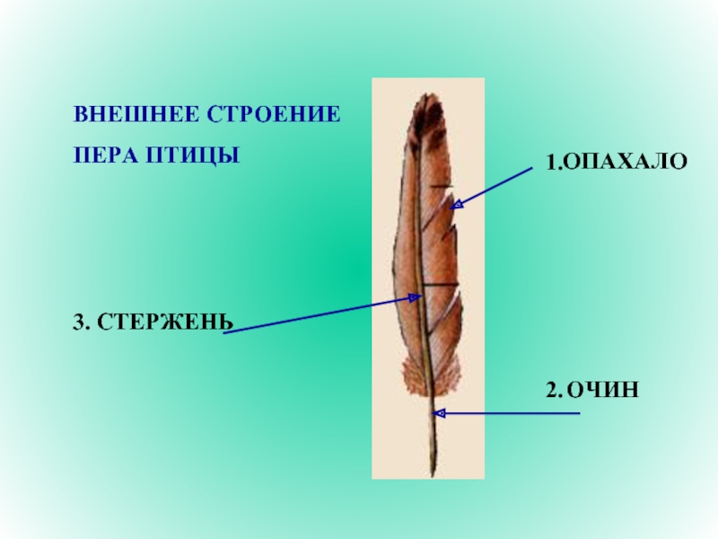 Схема строения контурного пера