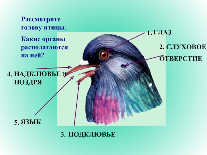 Строение птиц таблица 8 класс