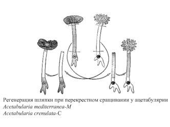 Регенерация шляпки при перекрестном сращивании у ацетабулярии
Acetabularia mediterranea-M
Acetabularia crenulata-C