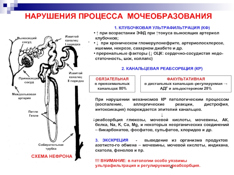 Процесс мочеобразования презентация