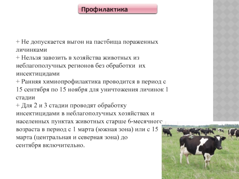 Этиология крс. Обработка против гиподерматоза КРС. Профилактика гиподерматоза КРС. Гиподерматоз крупного рогатого. Гиподерматозы КРС паразитология.