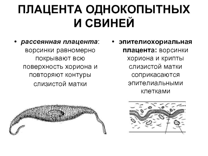 Детское место млекопитающих