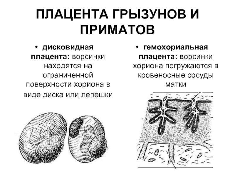 Типы плацент презентация