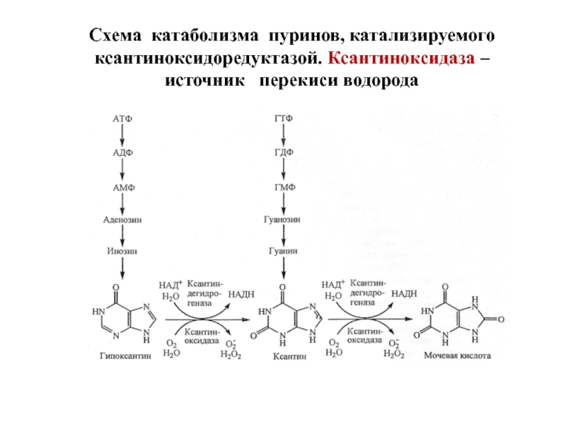 Катаболизм эластина схема