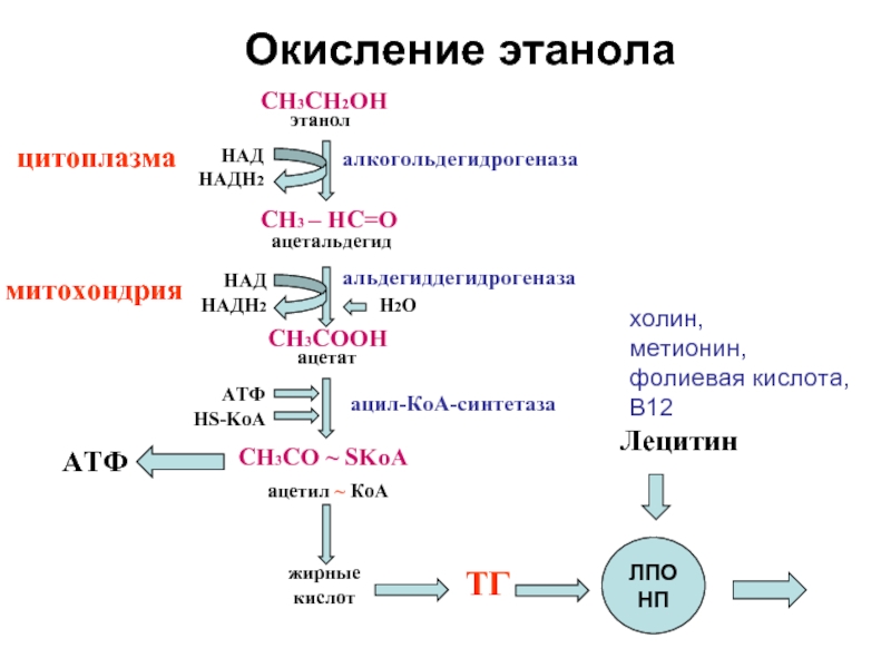 Ацетил КОА со2 АТФ. Полное окисление этанола. Окисление жирных кислот до со2 и н2о. Реакция ацетил КОА- ацетоацетил КОА. Установите последовательность этапов окисления крахмала