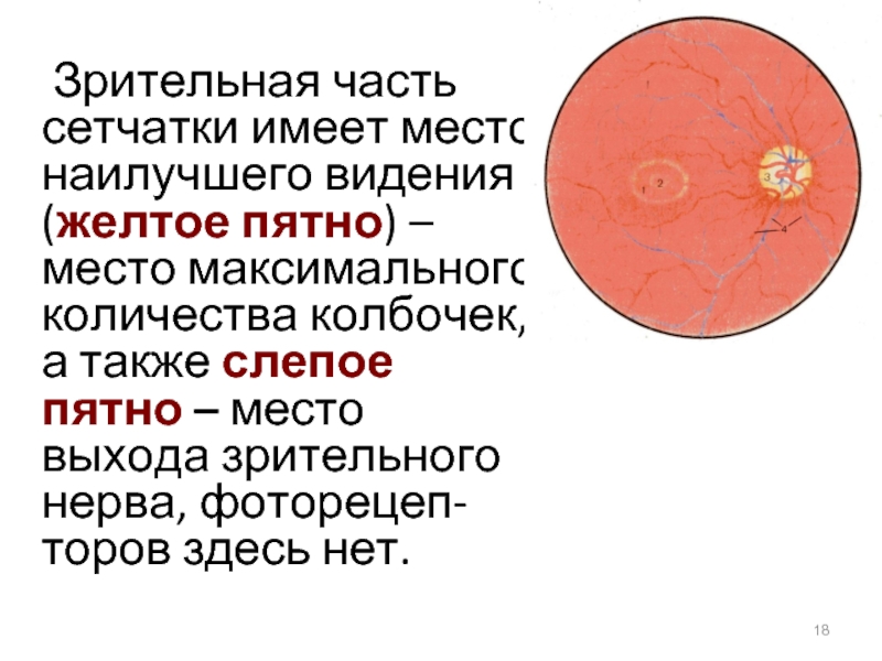 Что называют слепым пятном участок сетчатки на который не падает изображение место выхода