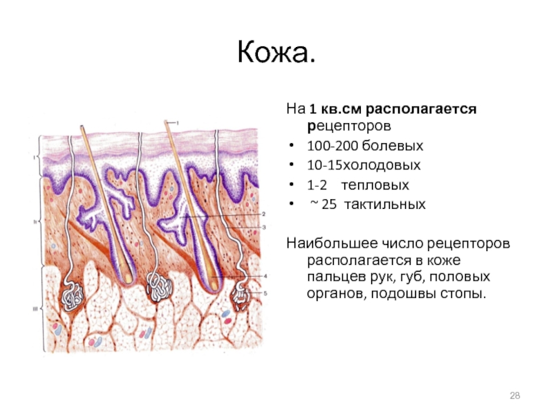 Функции холодовых рецепторов кожи кисти