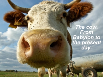 The cow. From Babylon to the present day