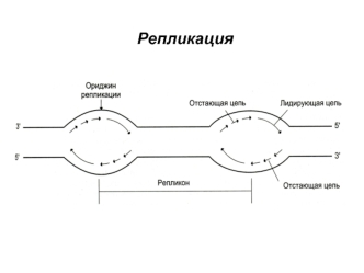 Репликация. Транскрипция