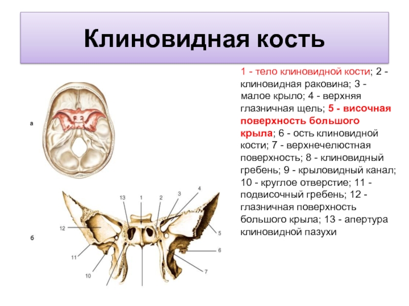 Малое крыло. Клиновидные раковины клиновидной кости. Малые Крылья клиновидной кости в черепе. Крыловидный отросток клиновидной кости.