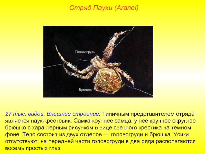 Какой тип развития характерен для паука крестовика