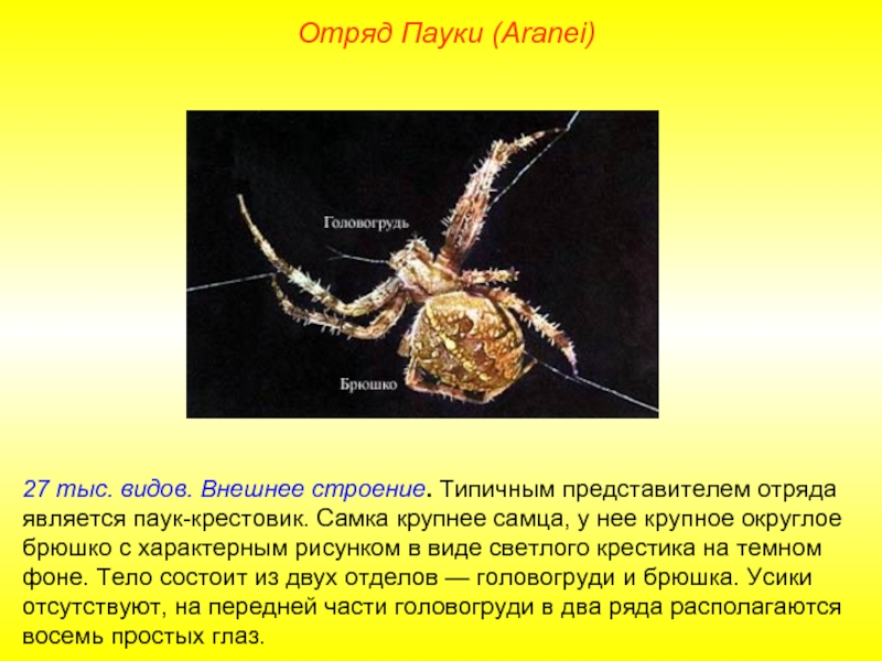 Какой тип развития характерен для паука крестовика изображенного на рисунке 1