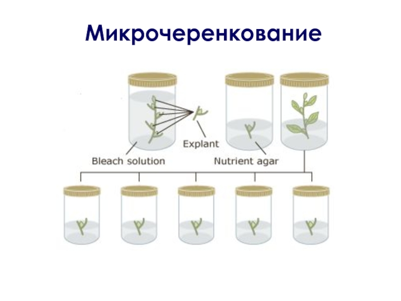 Диффузное размножение. Этапы микроклонального размножения растений. Схема микроклонального размножения растений. Микроклональное размножение растений схема. Меристемное размножение растений.