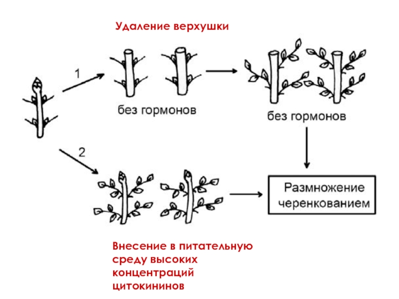 Этапы микроклонального размножения. Схема микроклонального размножения растений. Схема размножения растений методом активации пазушных меристем. Активация развития уже существующих в растении меристем. Микроклональное размножение схема.