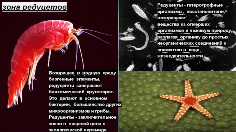 Организмы которые разлагают отмершие организмы. Редуценты восстановители это. Отмершие организмы. Редуценты какие организмы. Креветка является редуцентом.