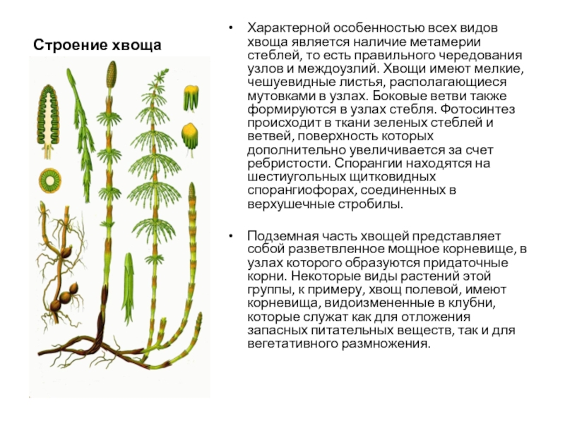 Хвощ различия. Хвощ полевой размножение. Мутовки у хвощей. Строение хвощевидных растений. Чешуевидные листья хвоща.