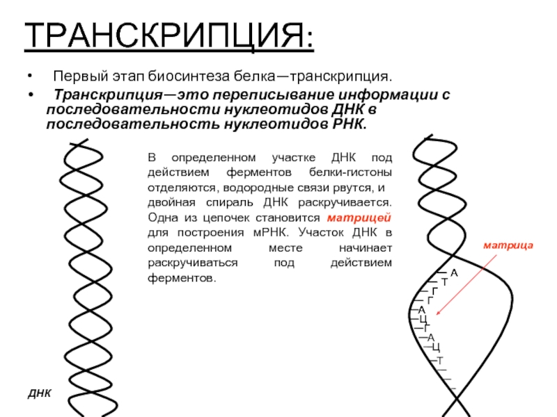 Днк 04.03 2024. Строение транскрипции ДНК. Схема транскрипции синтеза белка. Транскрипция Биосинтез белка схема. Этапы синтеза белка репликация.